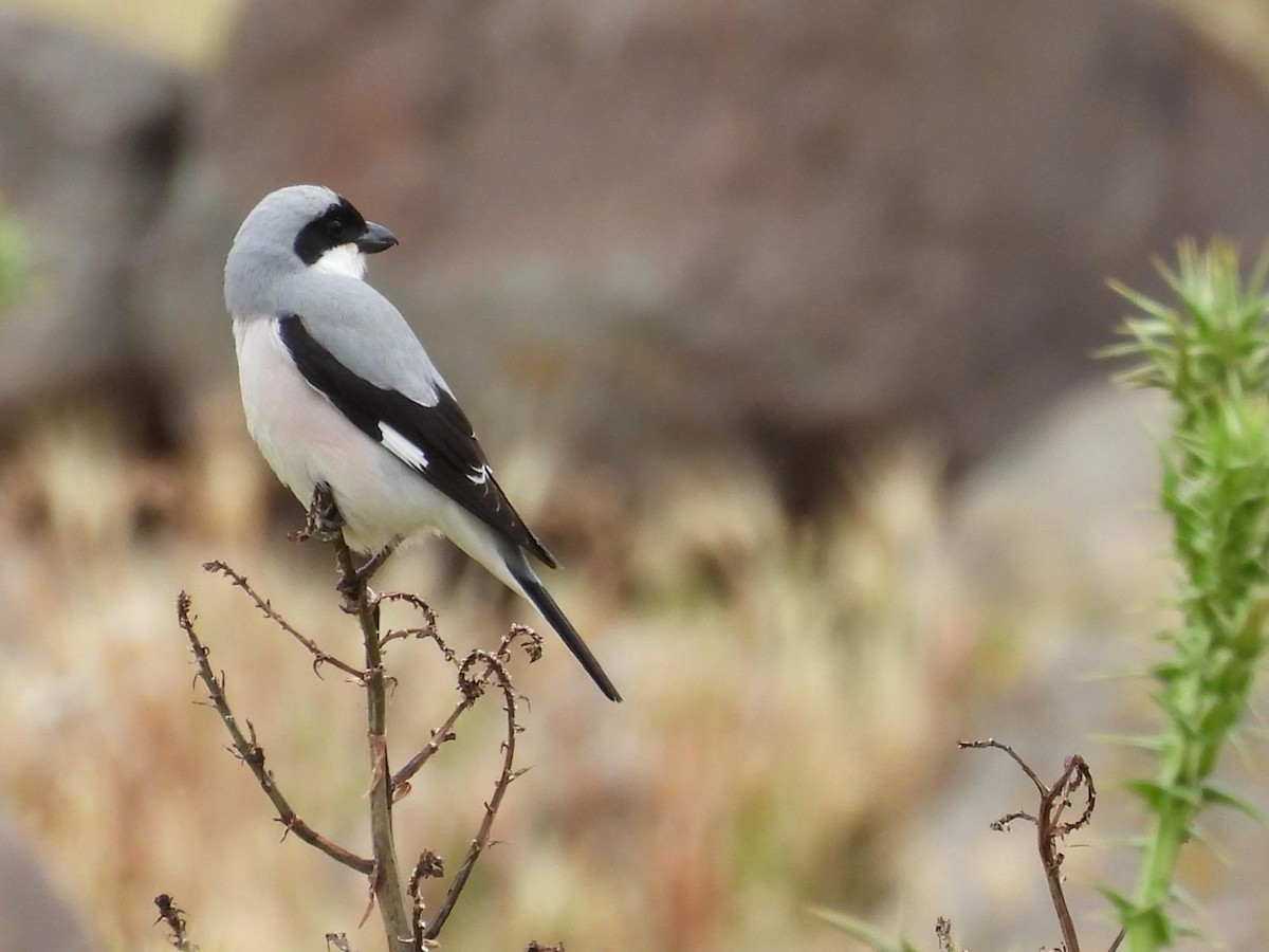 Lesser Gray Shrike - ML618568286