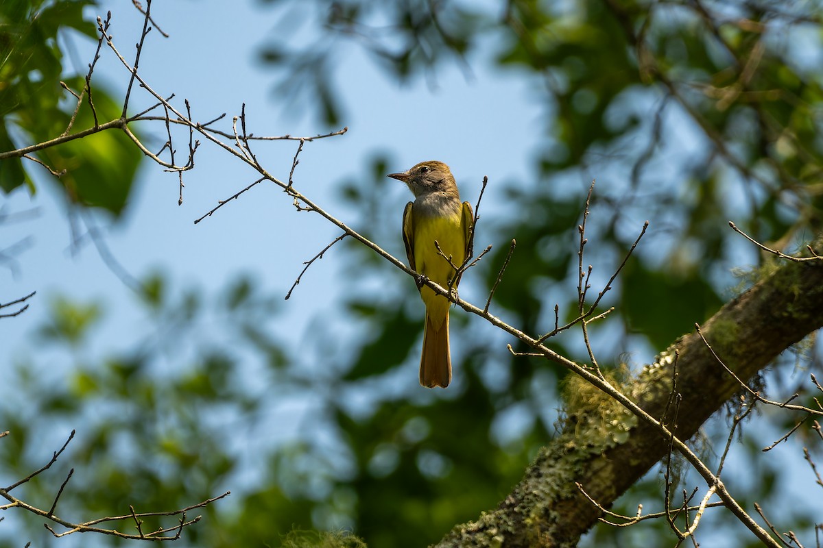 Great Crested Flycatcher - ML618568293