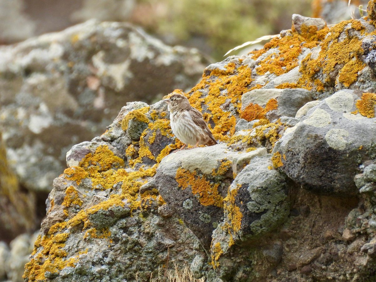 Rock Sparrow - Andy Todd