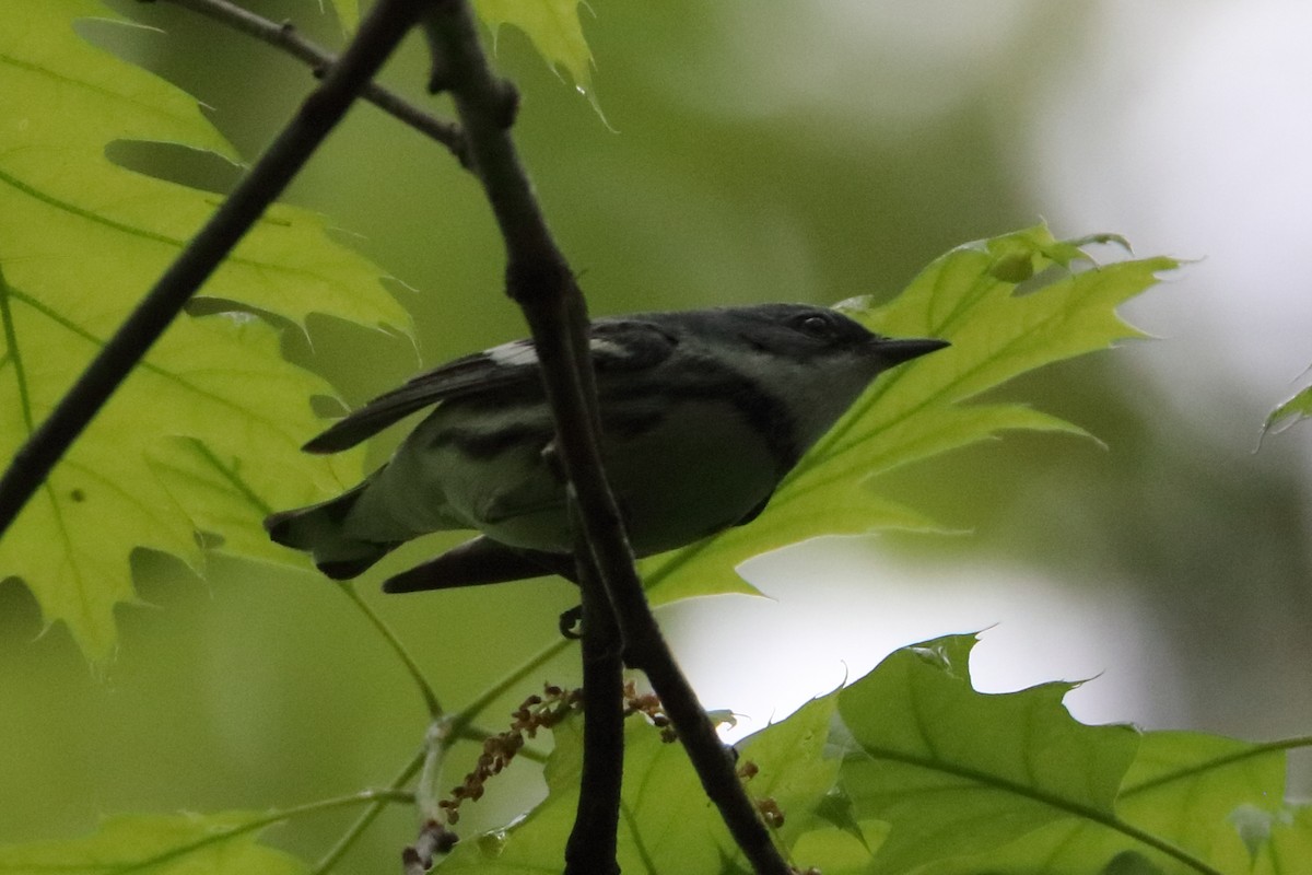 Cerulean Warbler - Seth Wollney