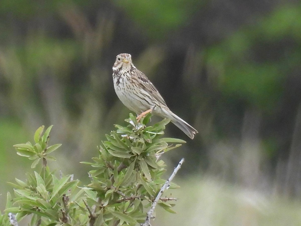 Corn Bunting - ML618568321