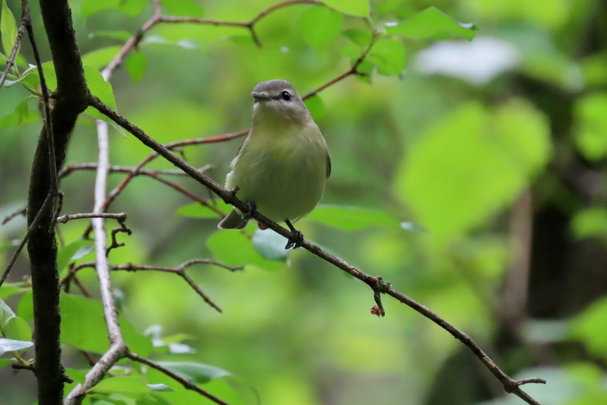 Philadelphia Vireo - ML618568340