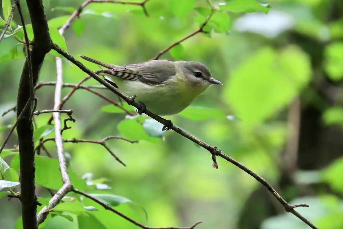 Philadelphia Vireo - ML618568341