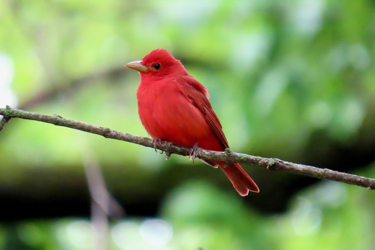 Piranga Roja - ML618568354