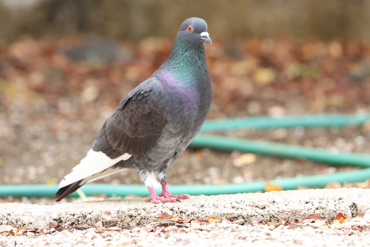 Rock Pigeon (Feral Pigeon) - Henriette de Vries