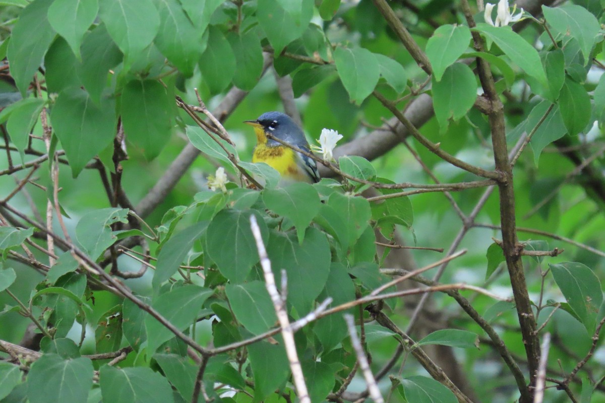 Northern Parula - ML618568364