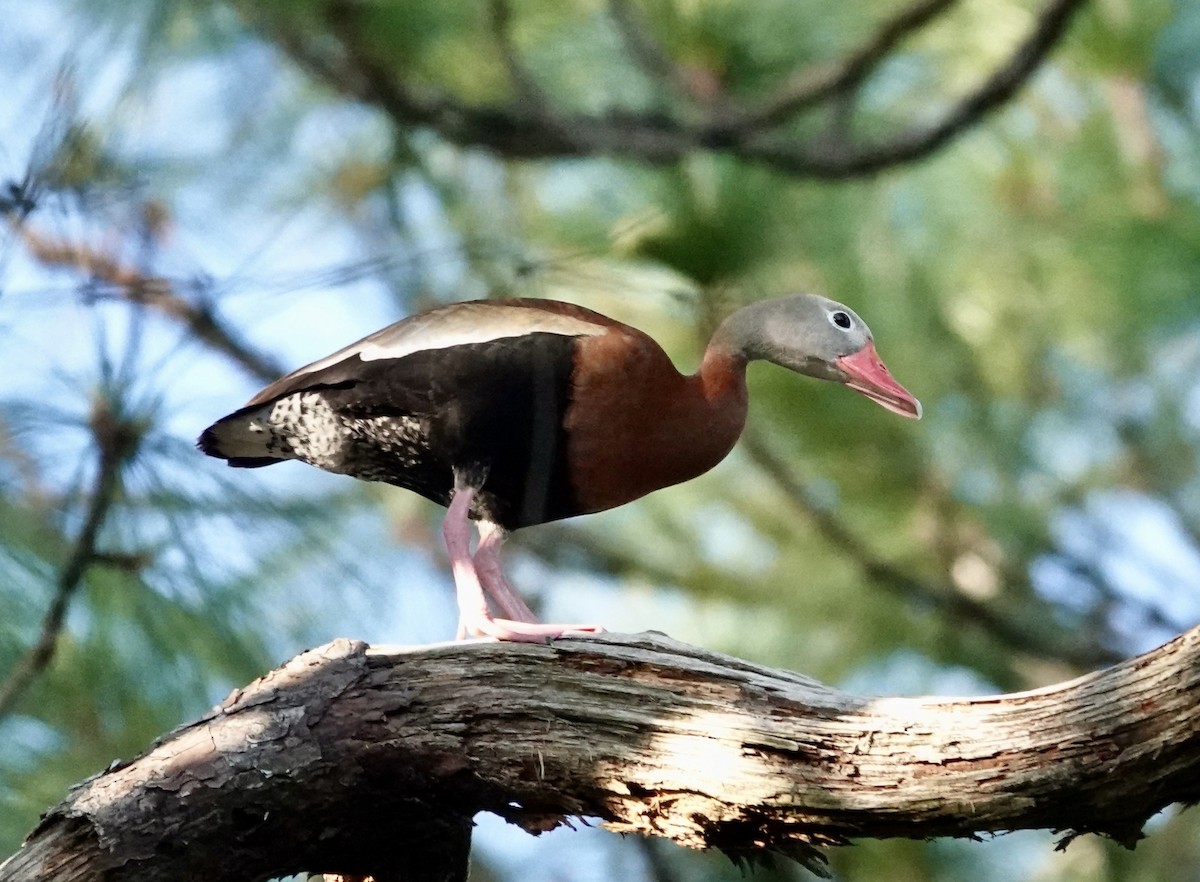 Black-bellied Whistling-Duck - ML618568387