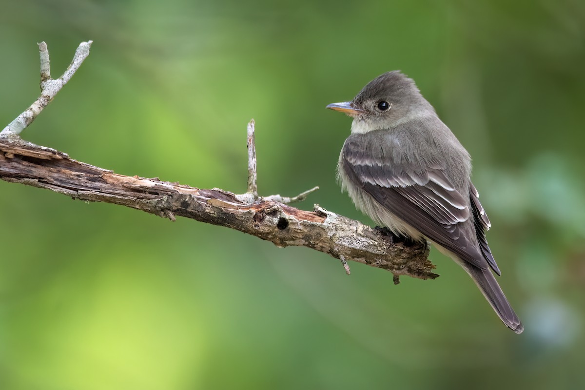 Eastern Wood-Pewee - Derek Hudgins