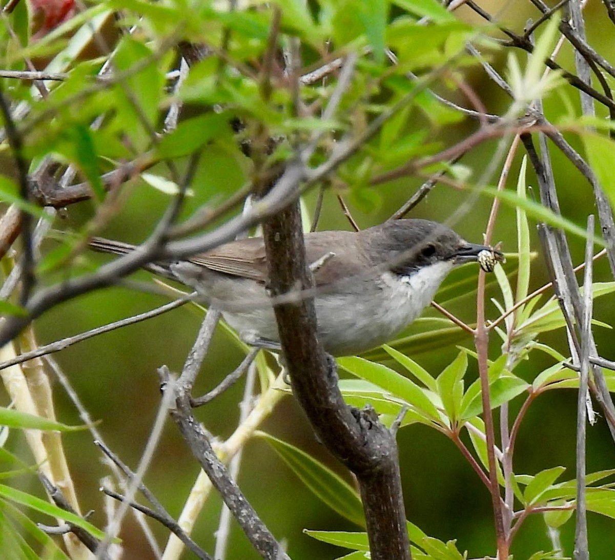 Eastern Orphean Warbler - ML618568403