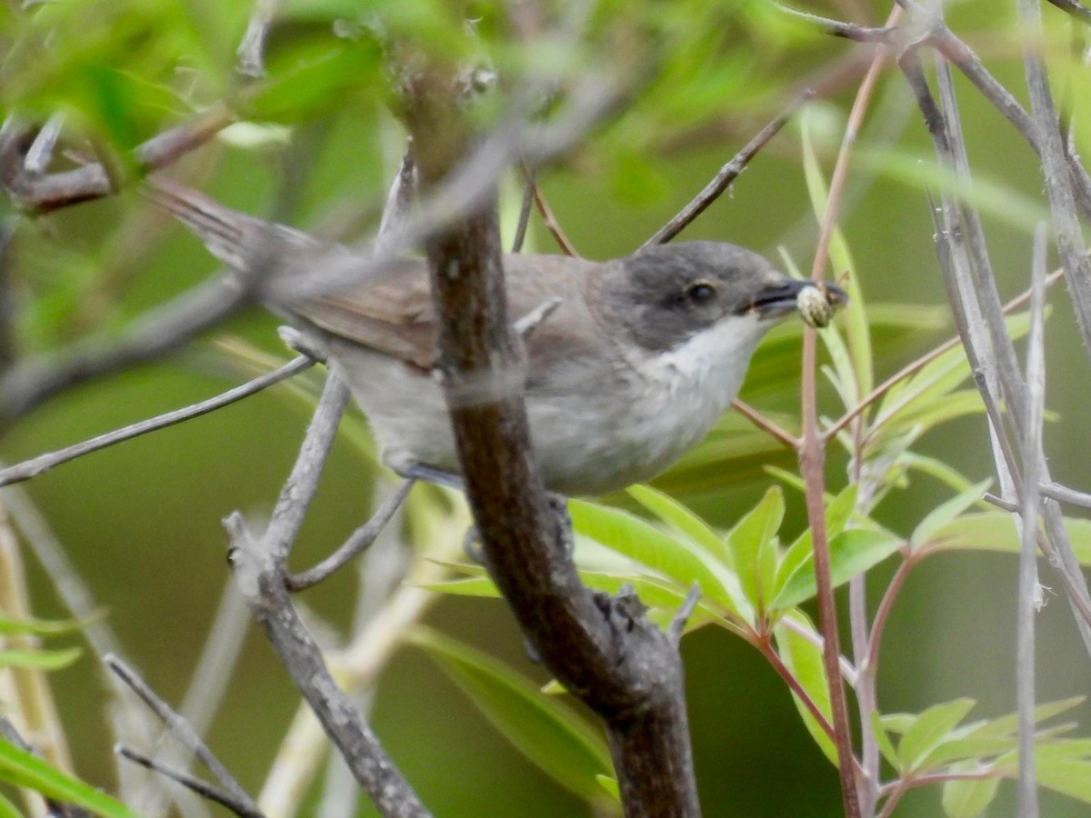 סבכי חורש - ML618568404