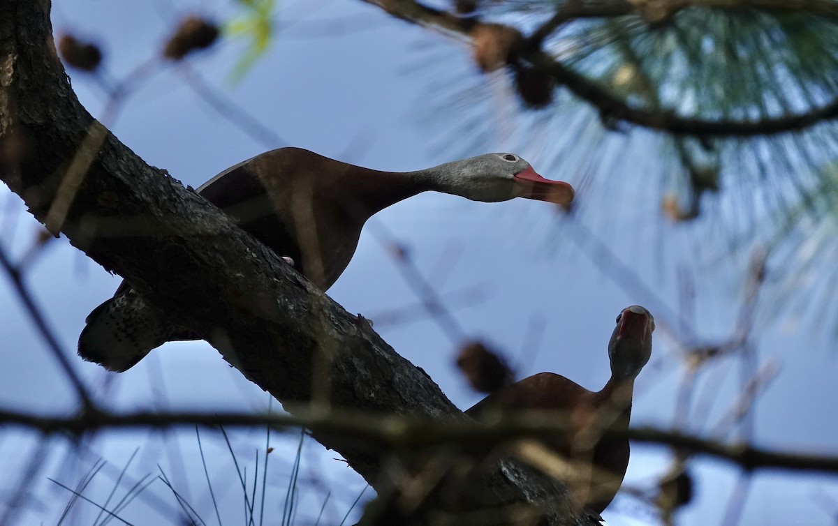 Black-bellied Whistling-Duck - ML618568417