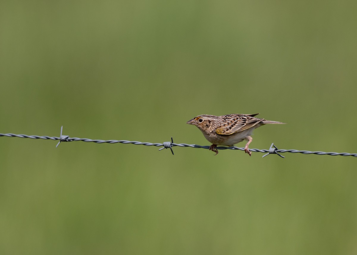 Grasshopper Sparrow - Sheila and Ed Bremer