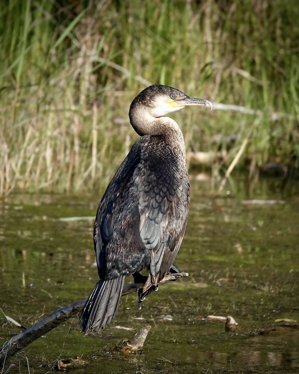 Great Cormorant - Gail Glasgow