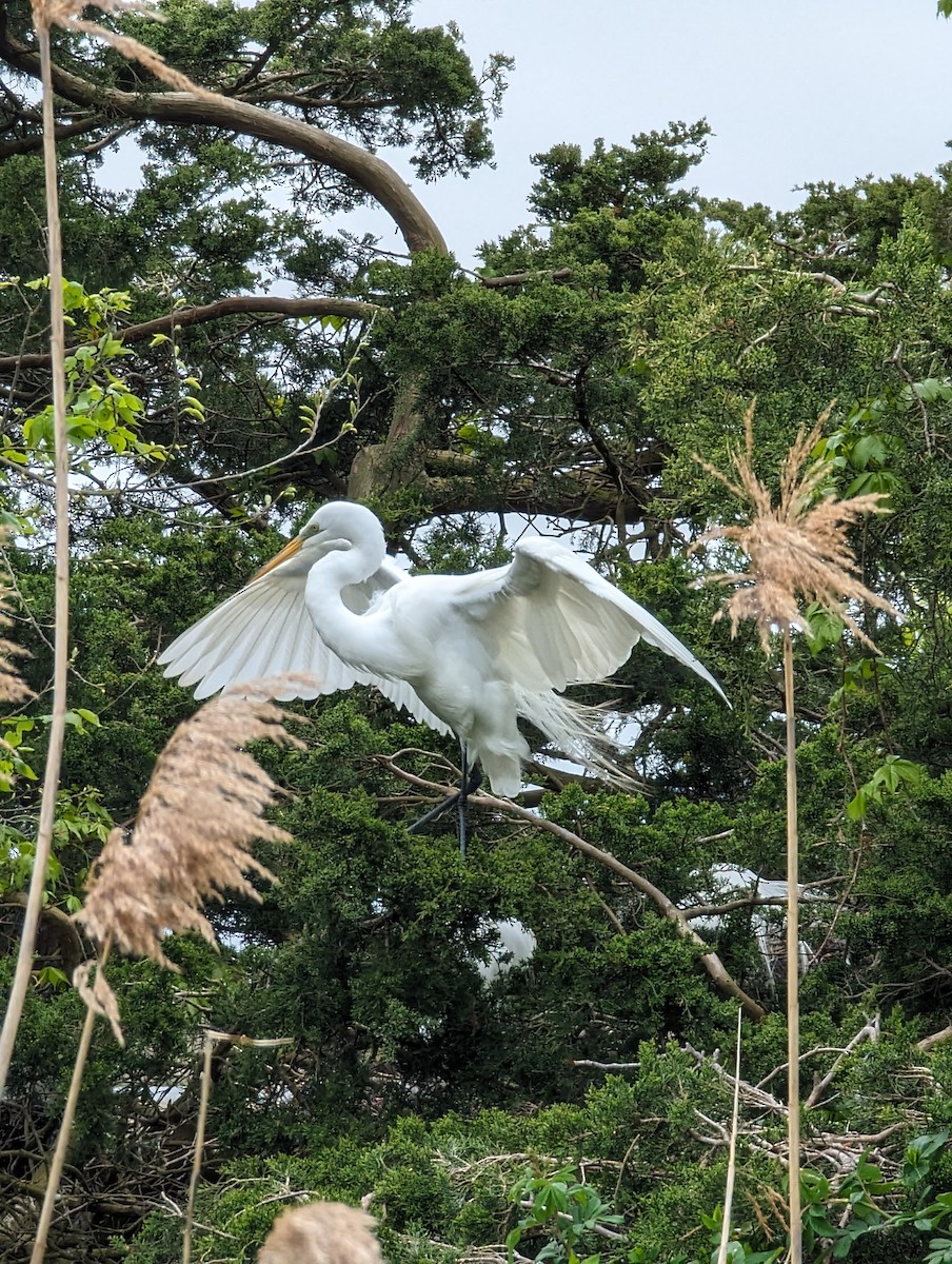 Great Egret - Caitlin Sherman