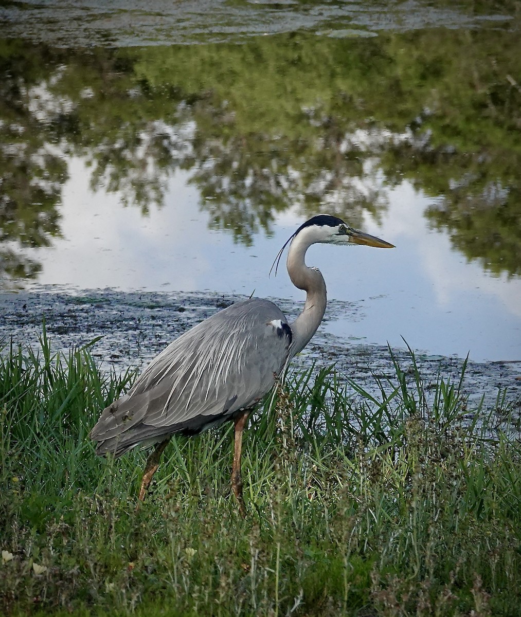 Great Blue Heron - ML618568489