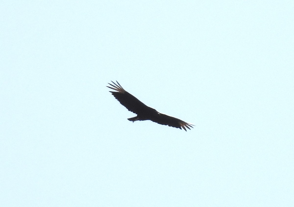 Black Vulture - ML618568490