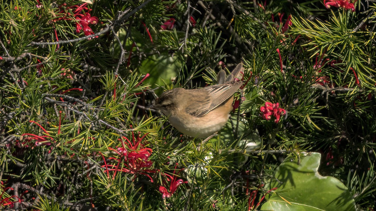 קנית פסים - ML618568514