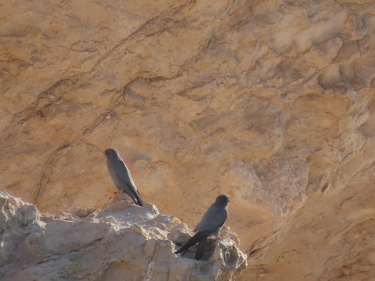 Gri Doğan - ML618568590