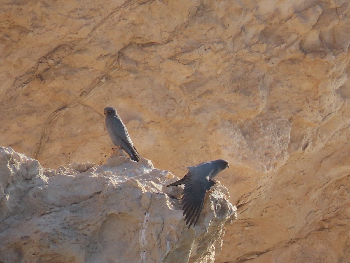 Sooty Falcon - ML618568592