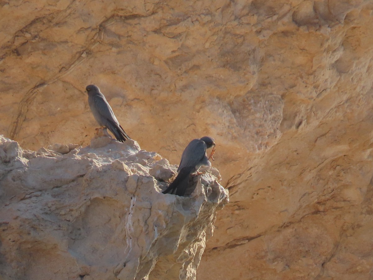 Sooty Falcon - ML618568593