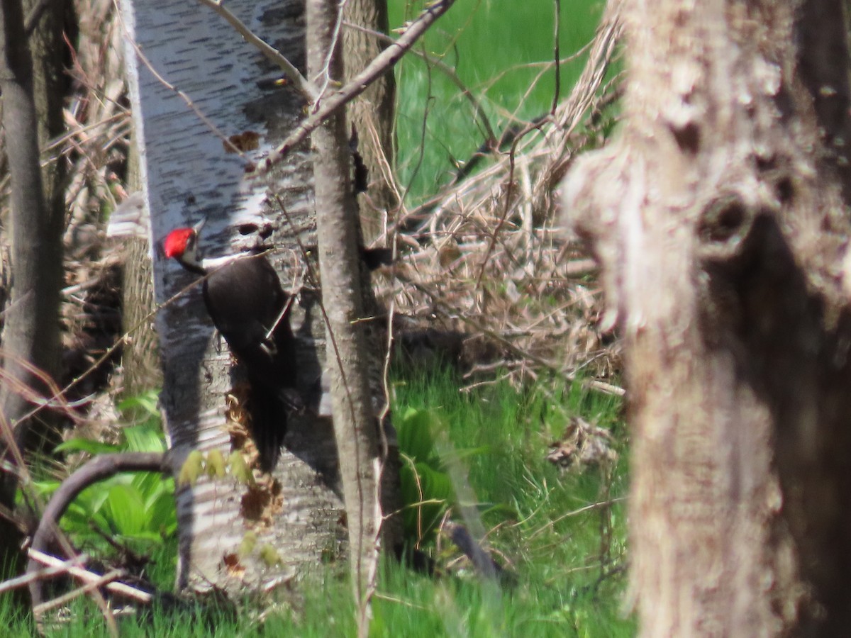 Pileated Woodpecker - ML618568610