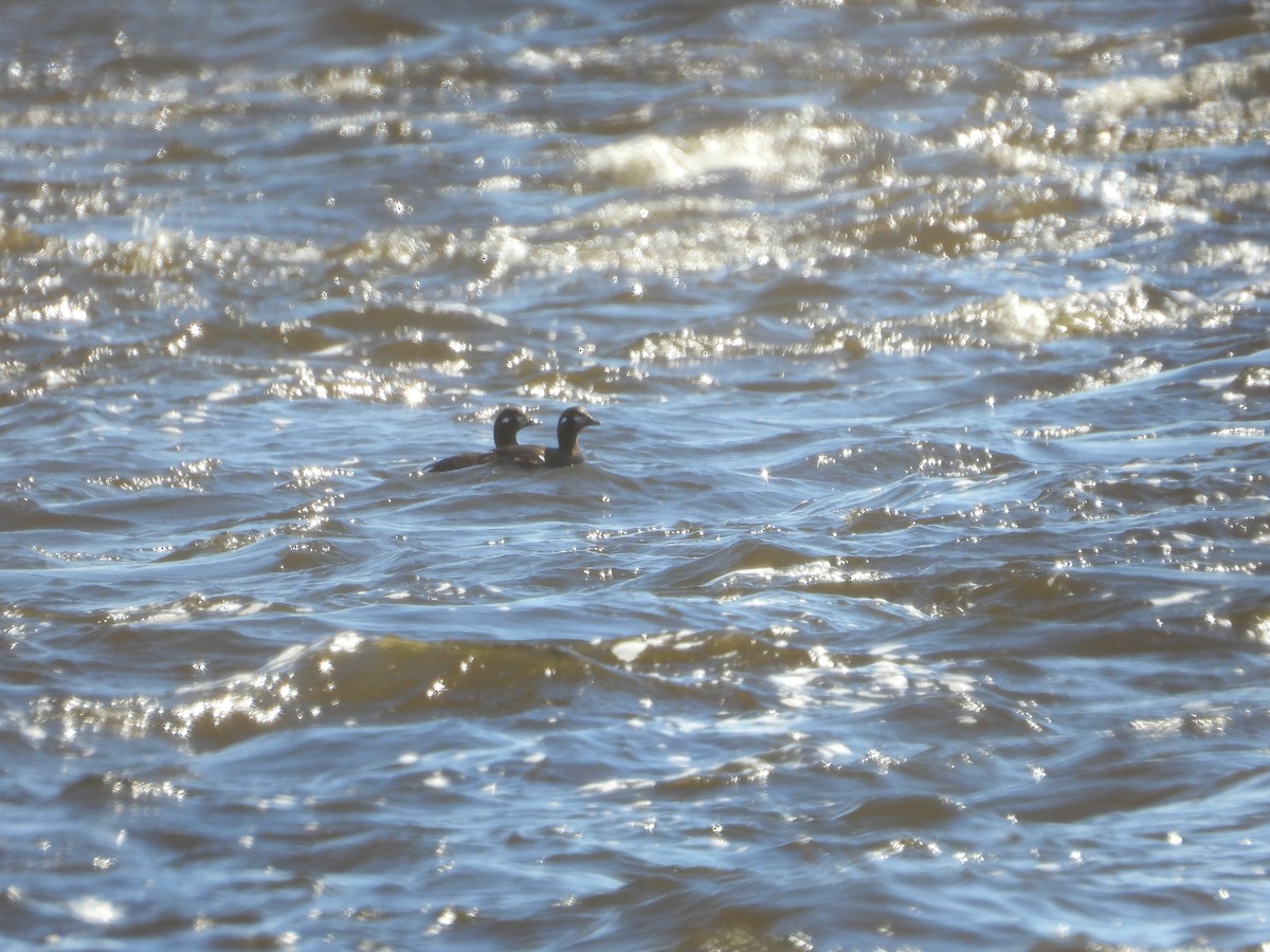 Harlequin Duck - ML618568632