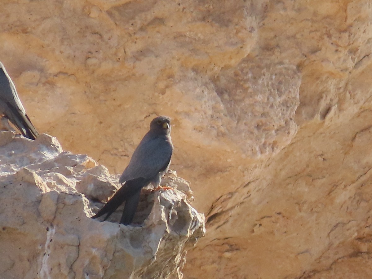 Sooty Falcon - ML618568636