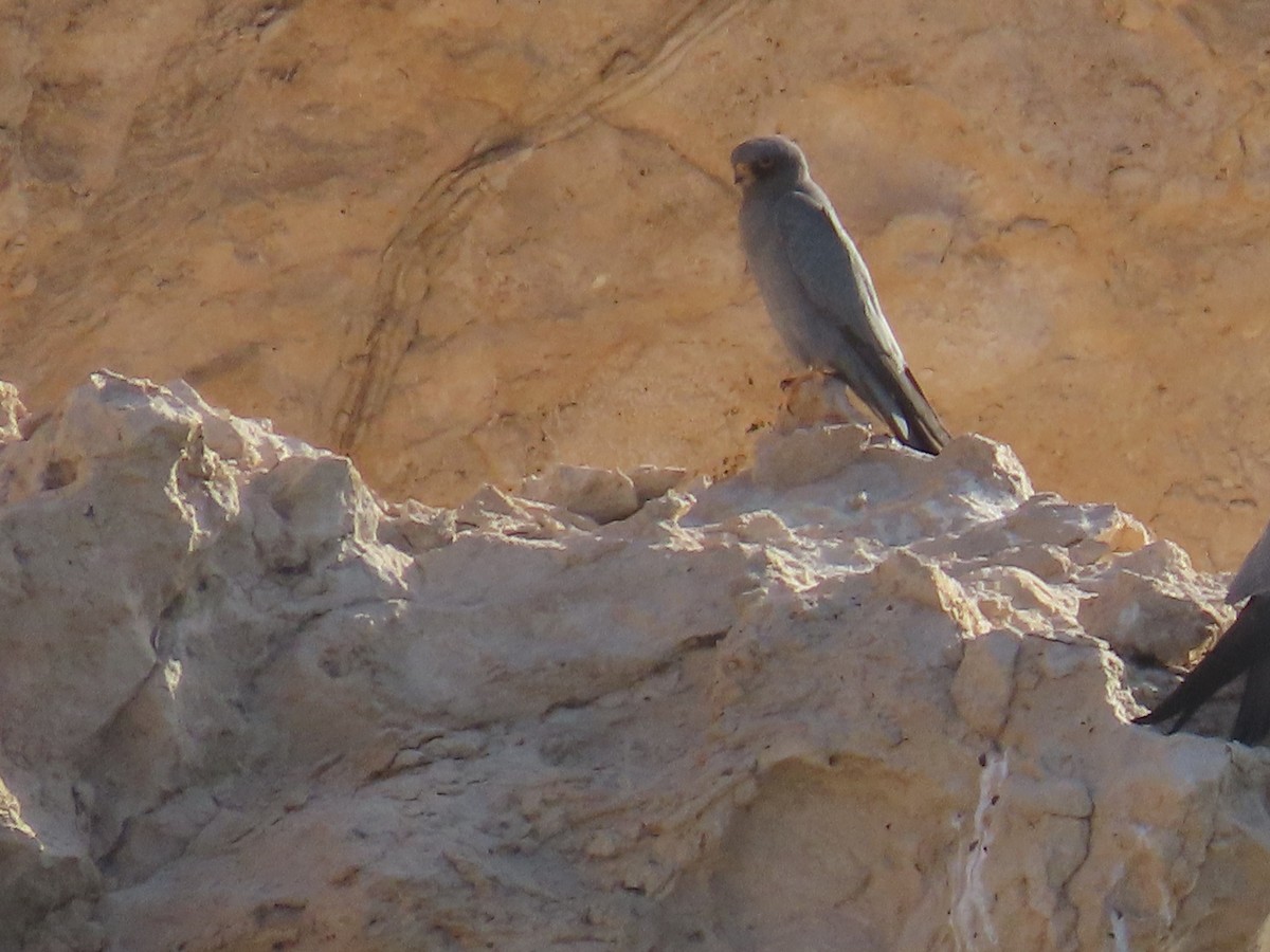 Sooty Falcon - ML618568638