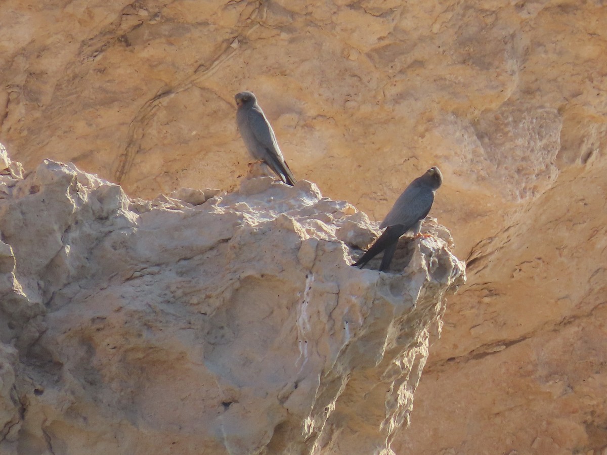 Sooty Falcon - ML618568639