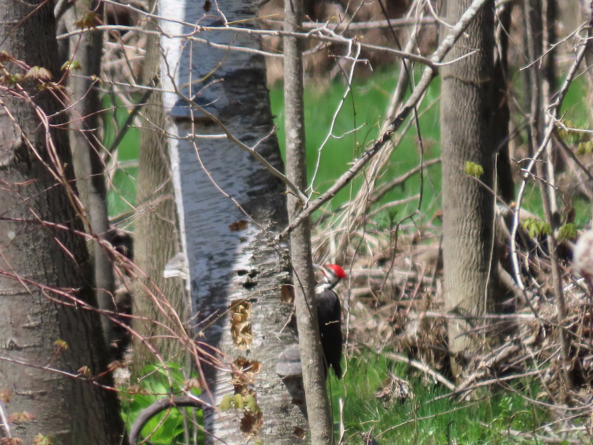 Pileated Woodpecker - ML618568646