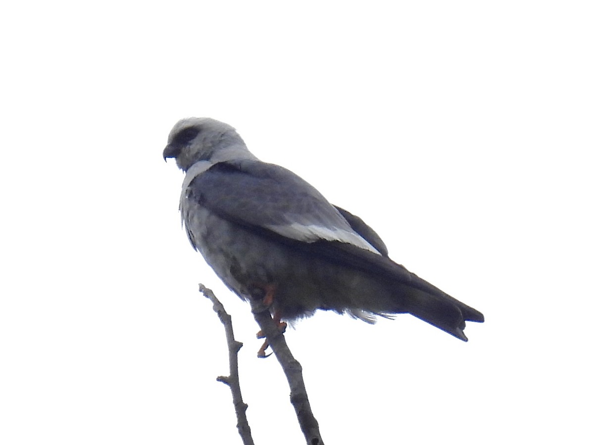 Mississippi Kite - ML618568674