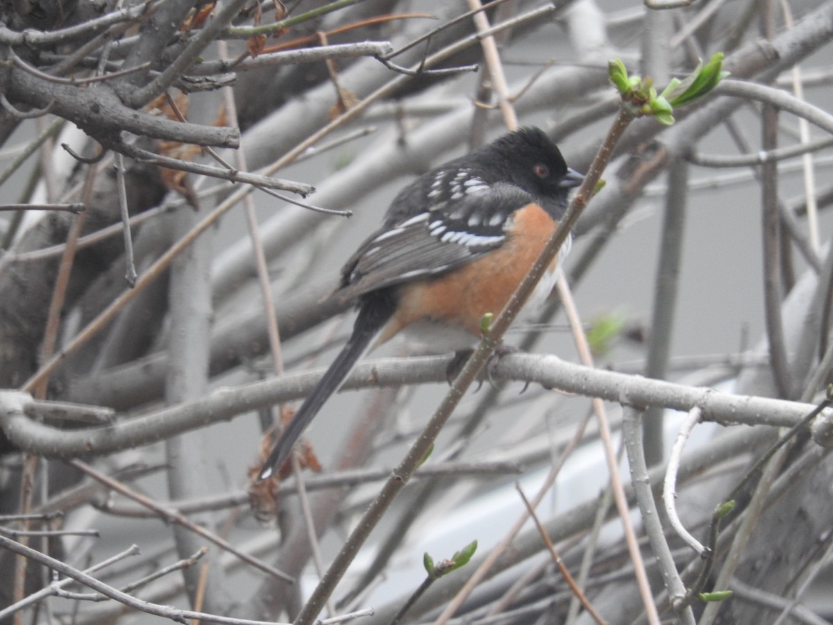 Spotted Towhee - ML618568688