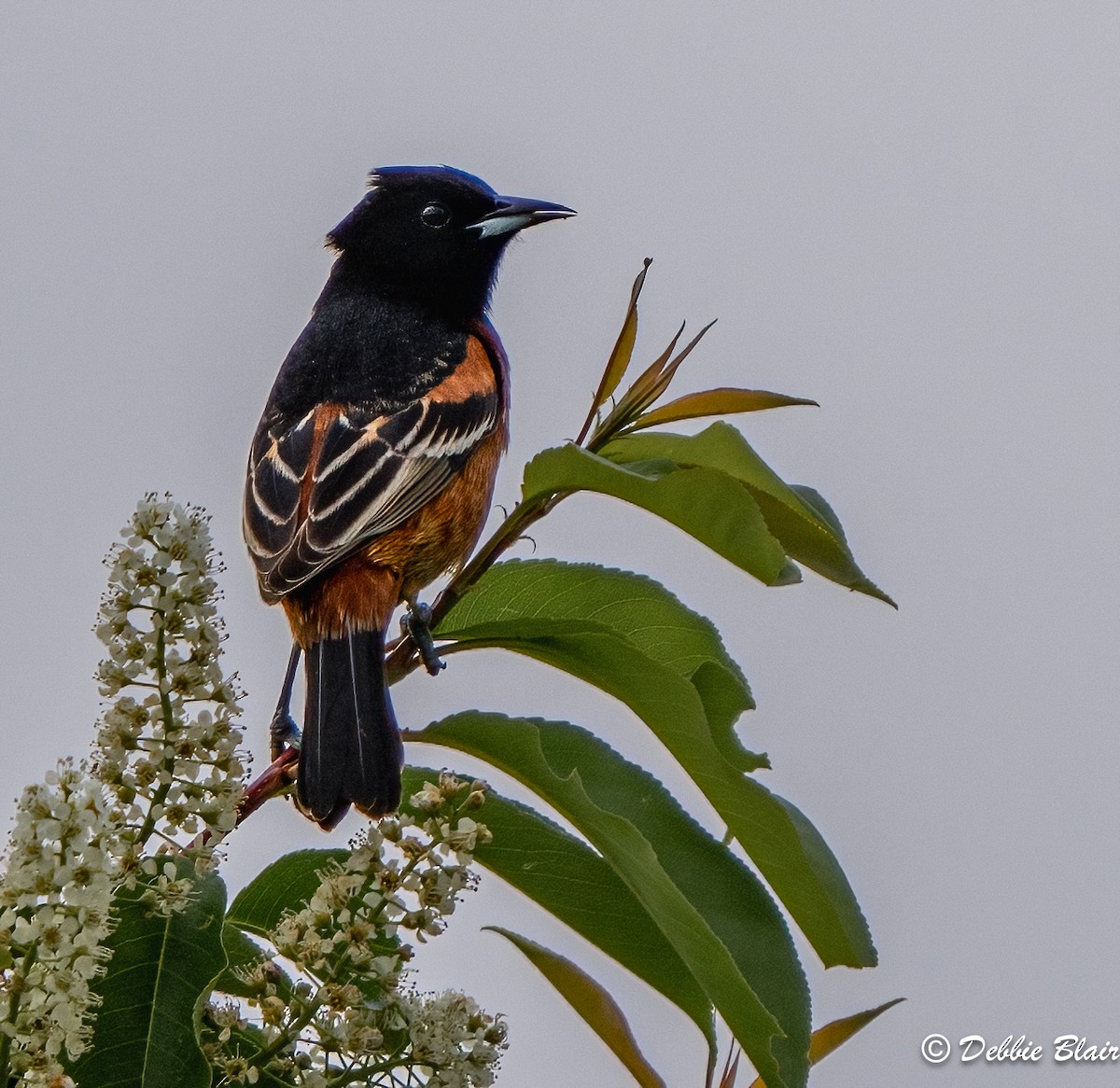 Orchard Oriole - Debbie Blair