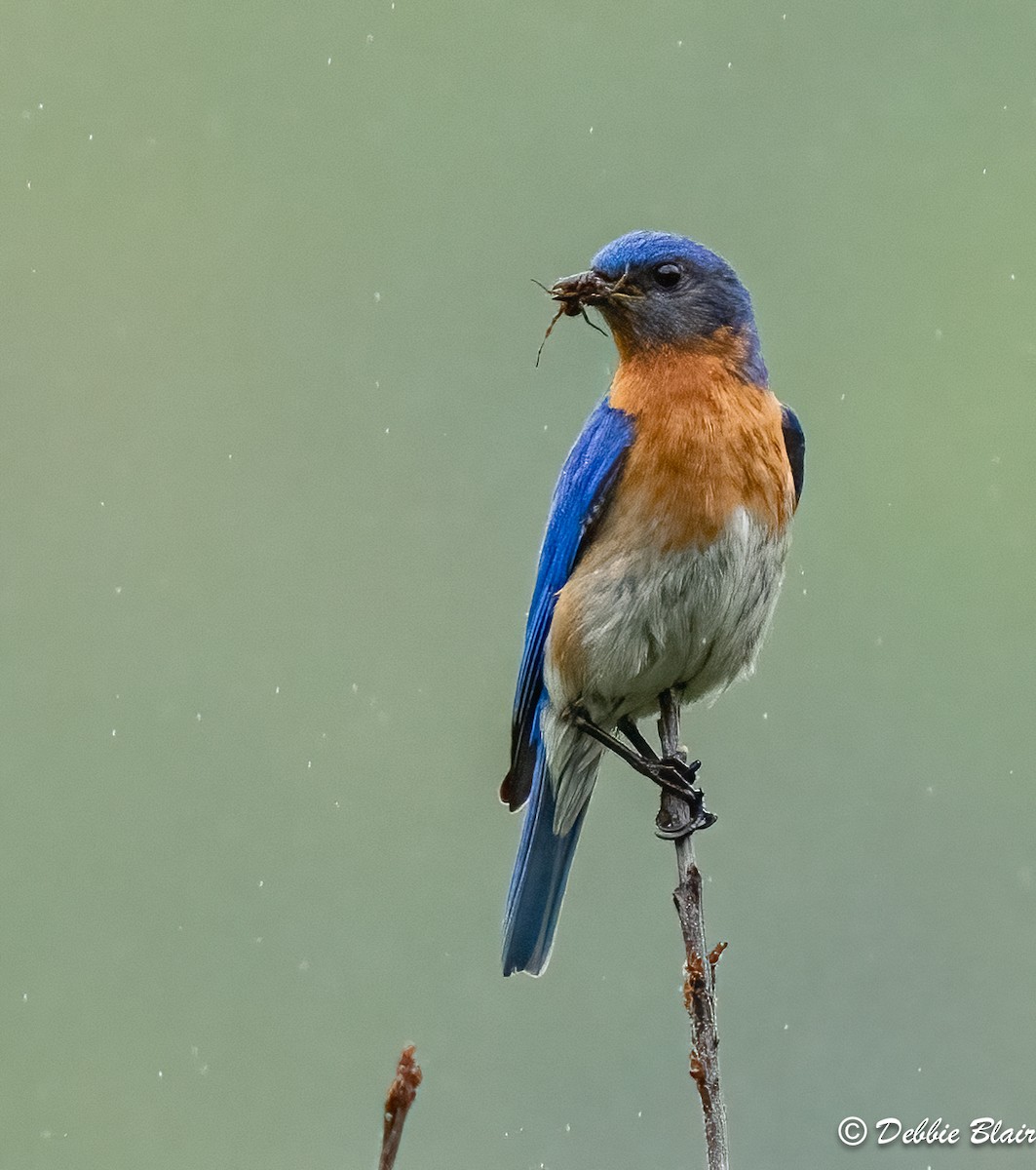 Eastern Bluebird - Debbie Blair