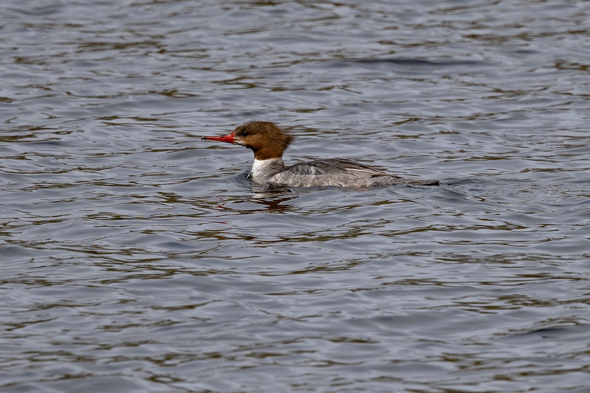 Common Merganser - ML618568710