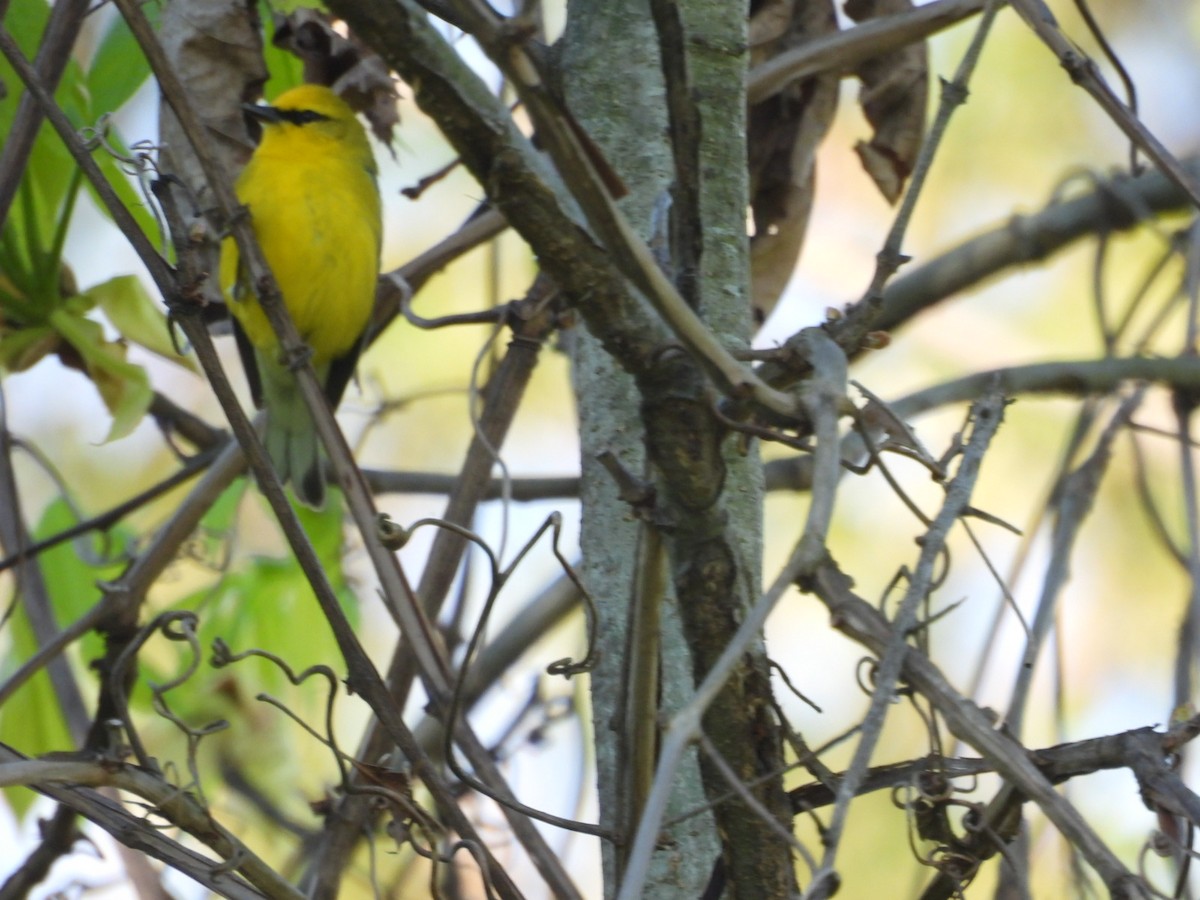 Blue-winged Warbler - Beth Lenoble