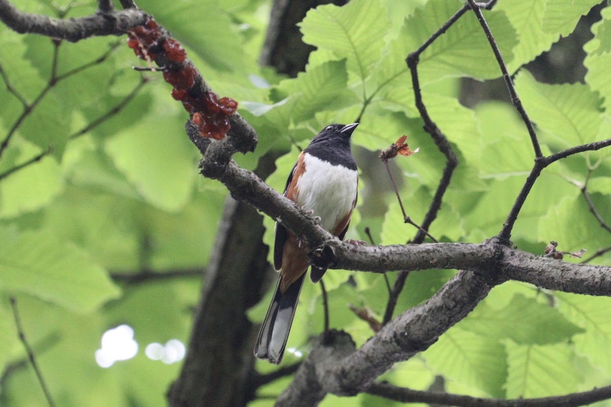 Eastern Towhee - Molly Herrmann