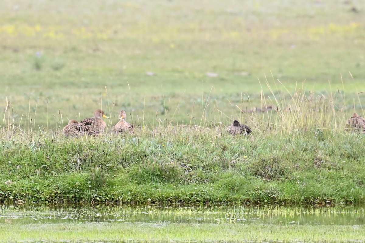 Yellow-billed Pintail (South American) - ML618568789