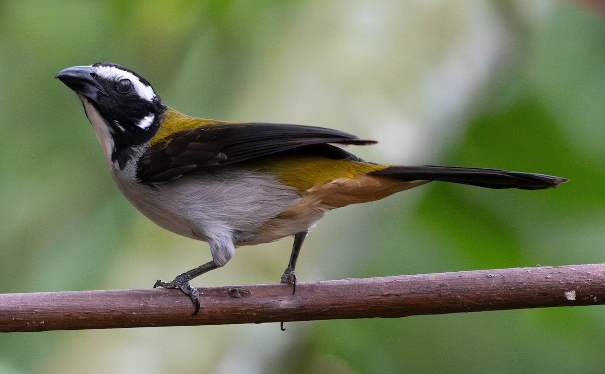 Black-winged Saltator - ML618568797