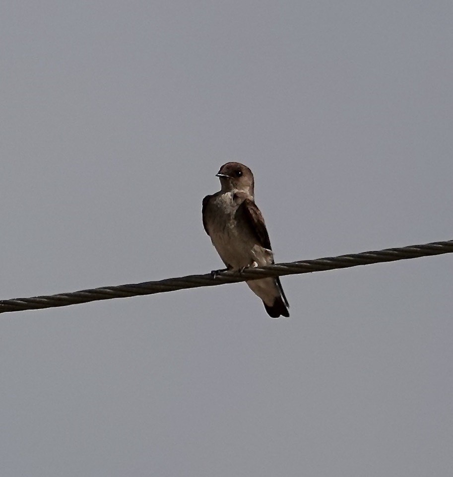 Northern Rough-winged Swallow - Gail Glasgow