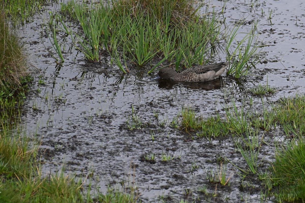 Andean Teal (Andean) - ML618568805