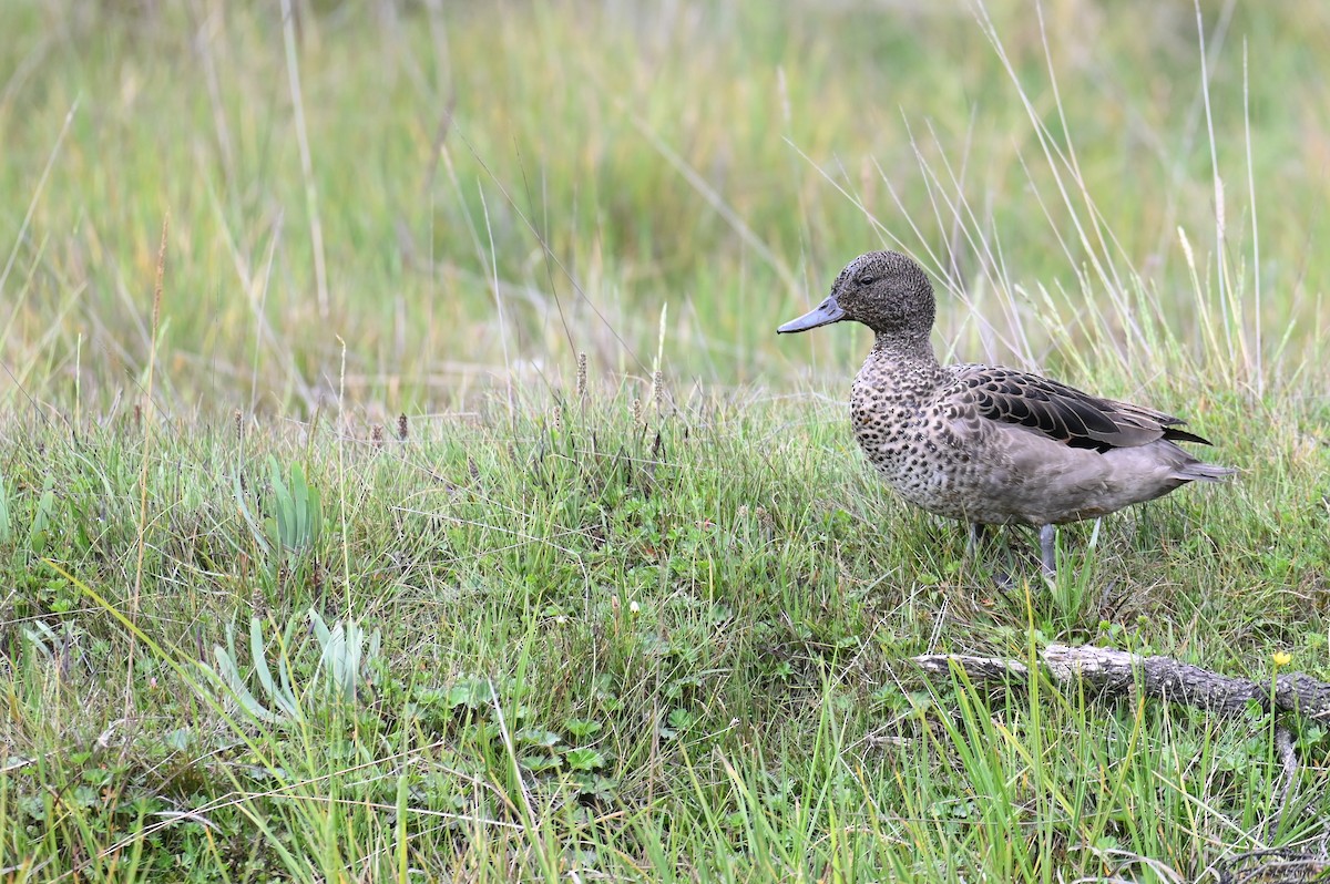 Andean Teal (Andean) - ML618568807