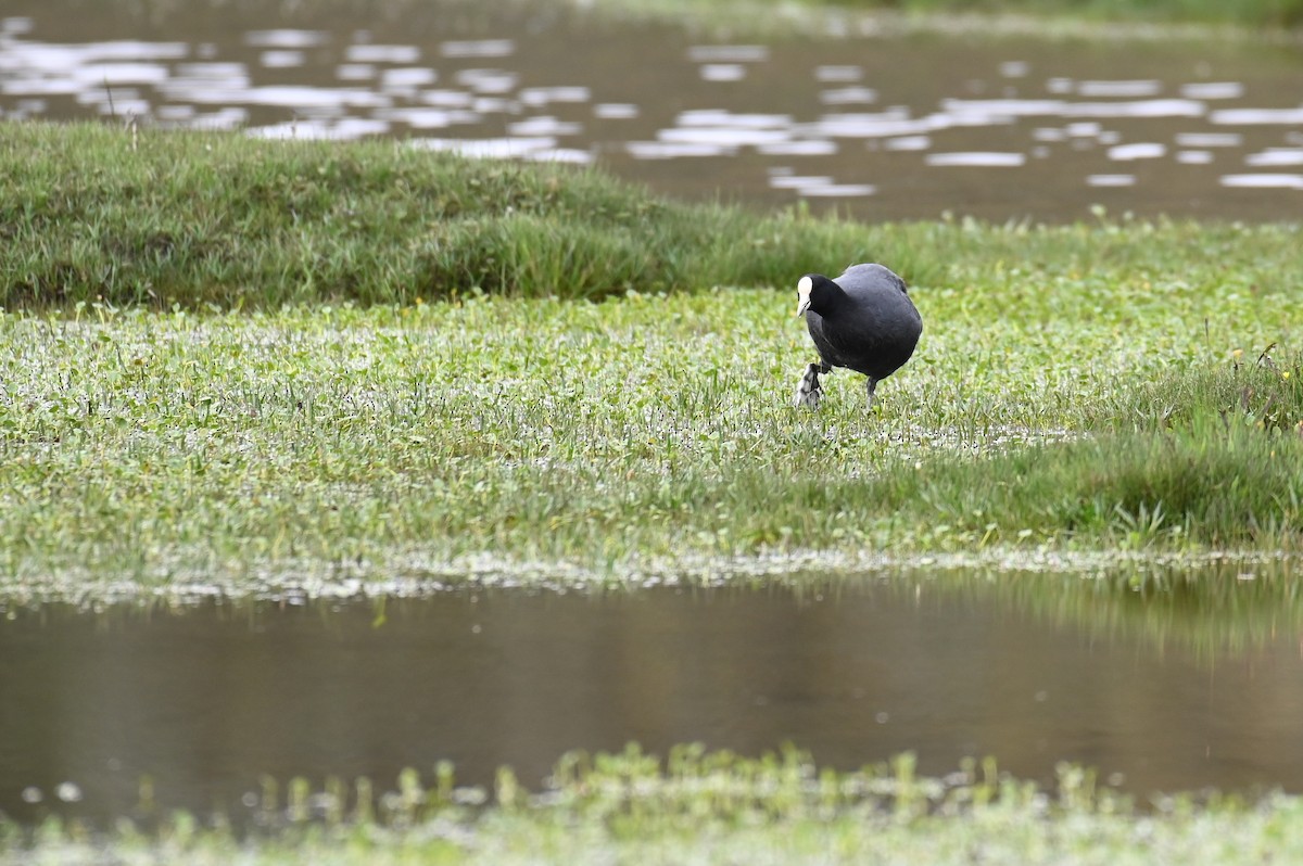 Slate-colored Coot - ML618568821