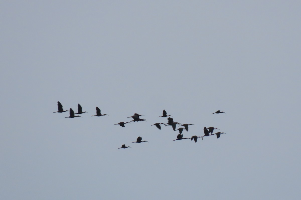 Glossy Ibis - Lea Shaw