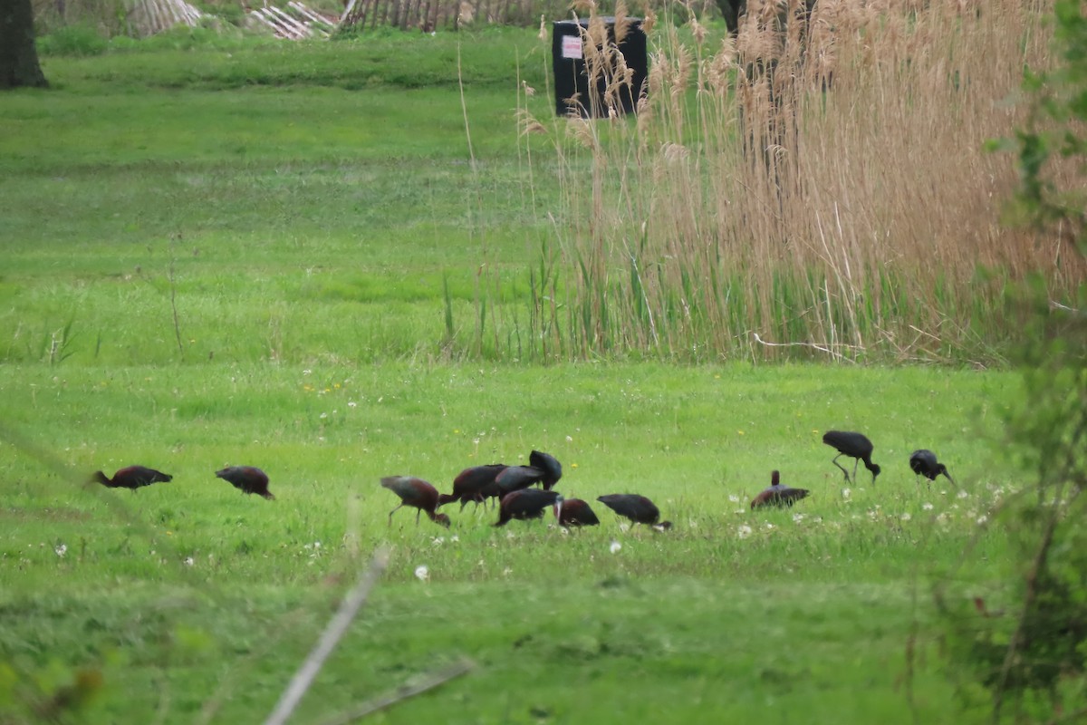 Glossy Ibis - Lea Shaw