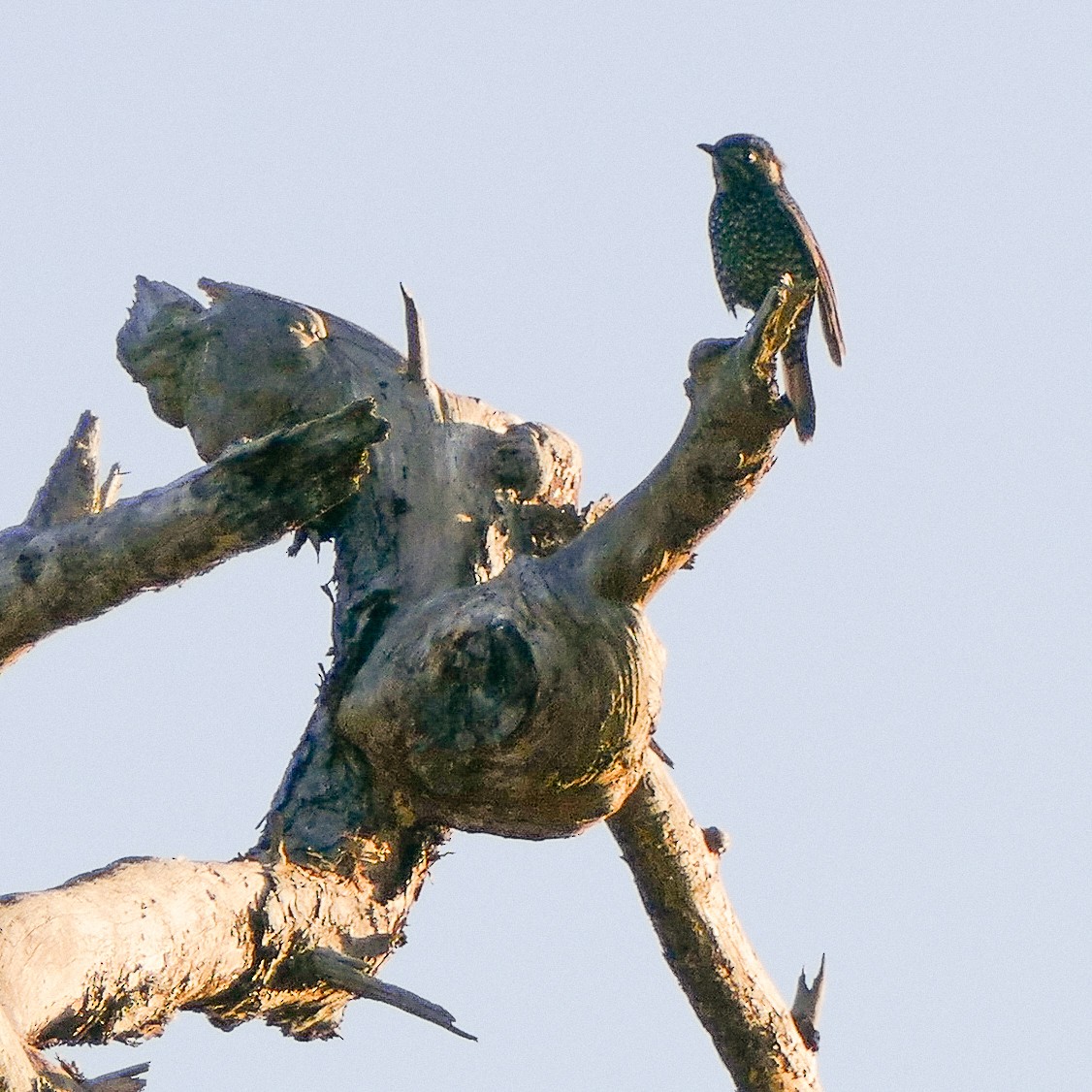 Chestnut-bellied Rock-Thrush - Heinrich Schiess