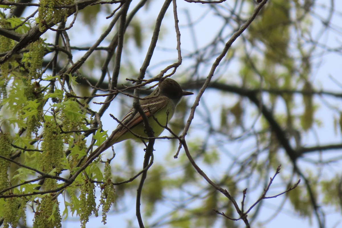 Great Crested Flycatcher - ML618568836