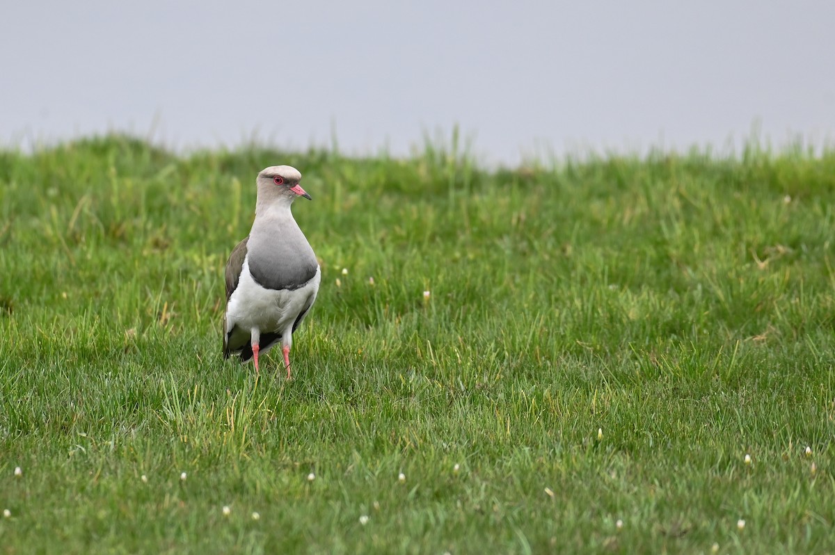 Andean Lapwing - Hannes Leonard