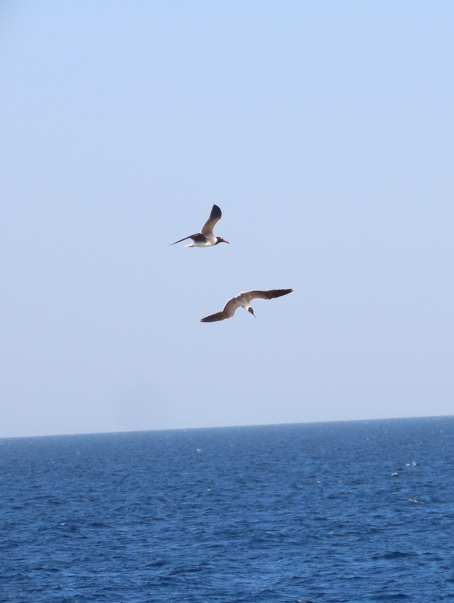 White-eyed Gull - ML618568853