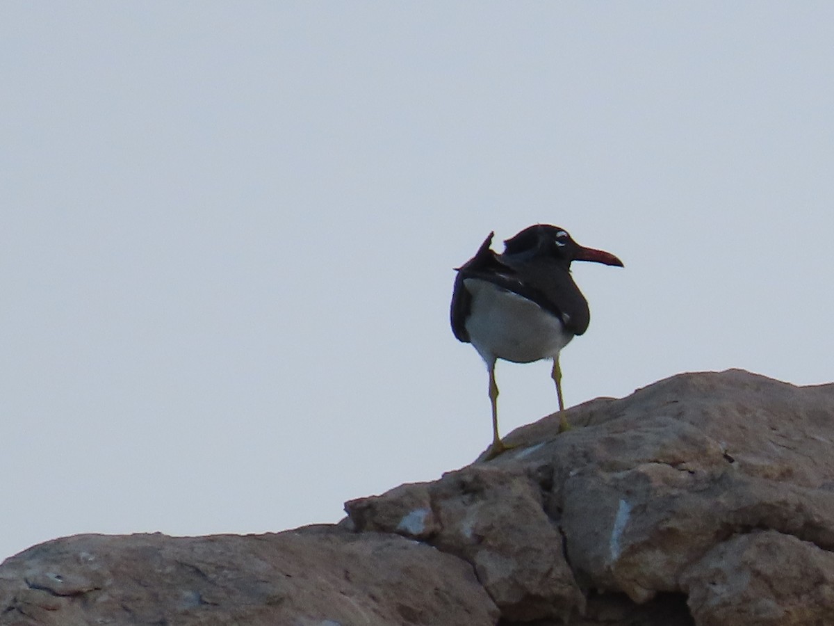 White-eyed Gull - ML618568854